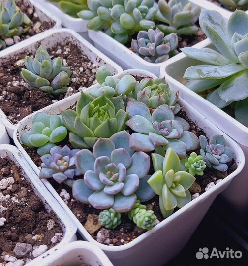 Садик из суккулентов