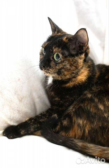 Кошка в дар