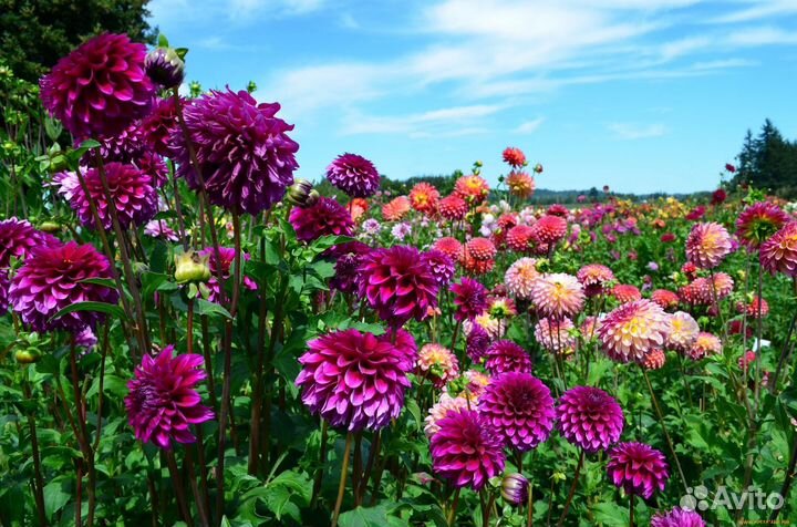 Георгины клубни