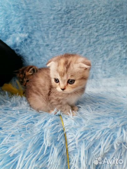 Британская кошка