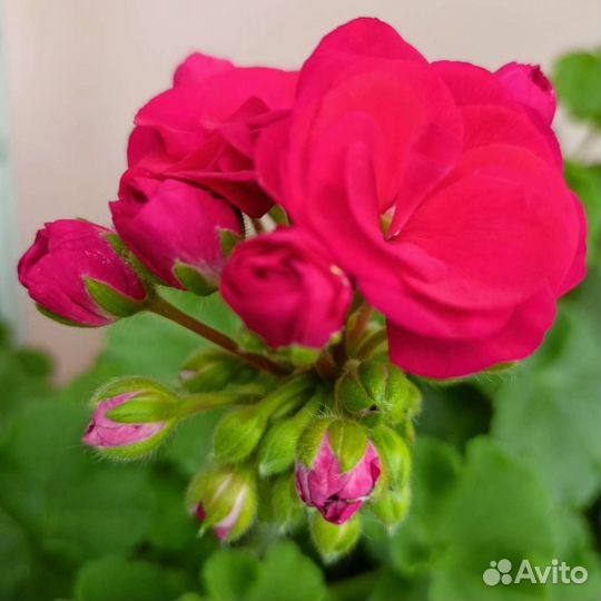 Пеларгония Ю-Полонез, ив-Королева Бирмы