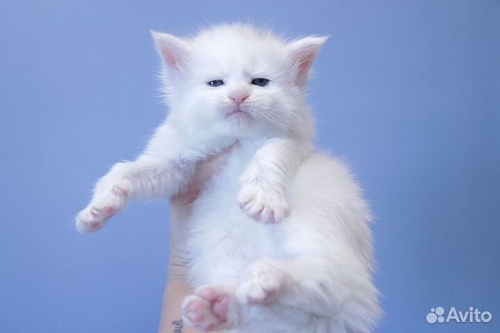 Мейн-кун котик белый солид.Резервирование