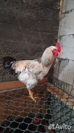 Петух доминант