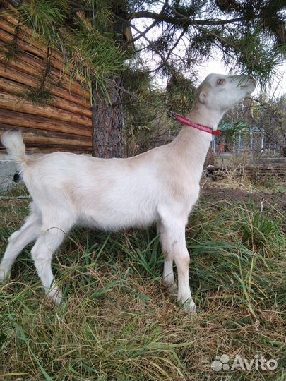 Козы ламанча