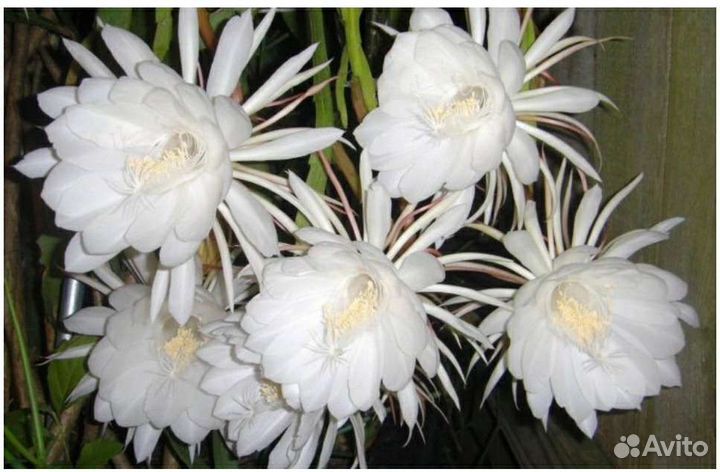 Эпифилум королева ночи