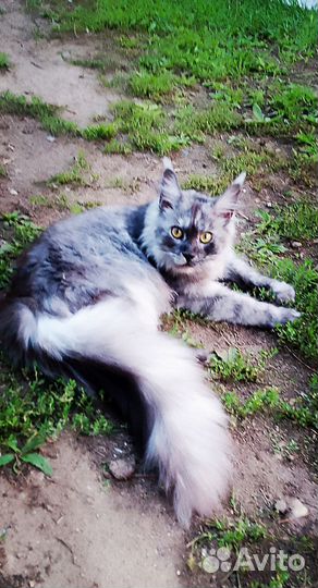 Котята мейн-кун