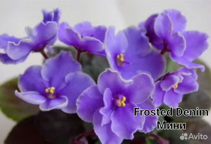 Сортовые фиалки