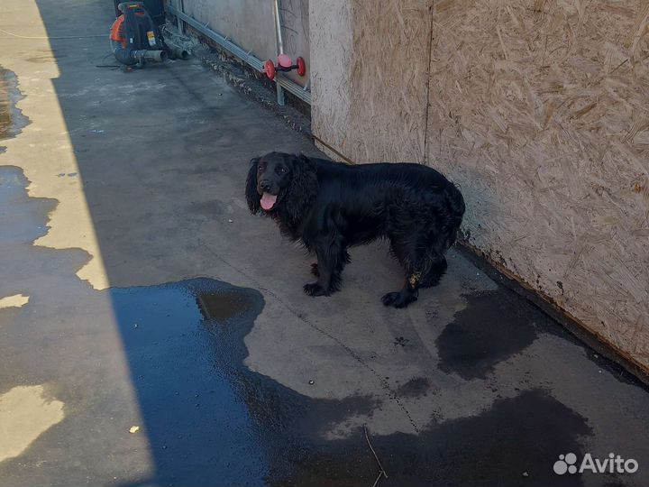 Русский спаниель