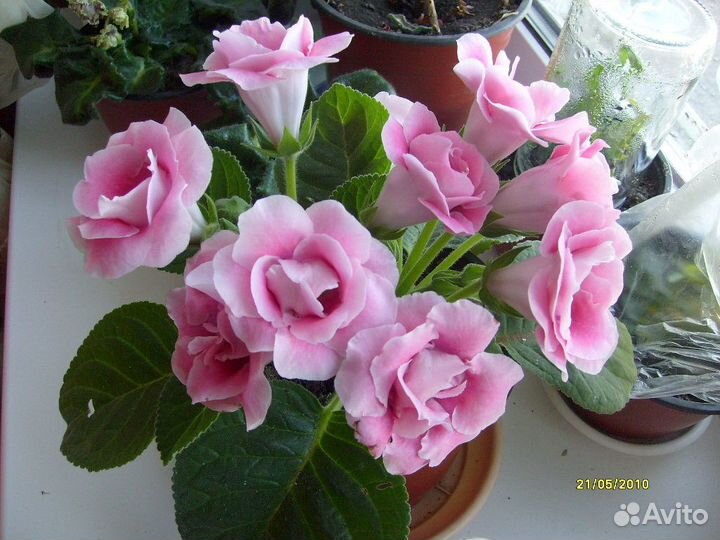 Сортовые махровые глоксинии, стрептокарпусы