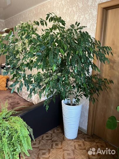 Фикус бенджамина