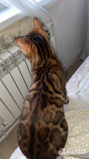 Бенгальский котик