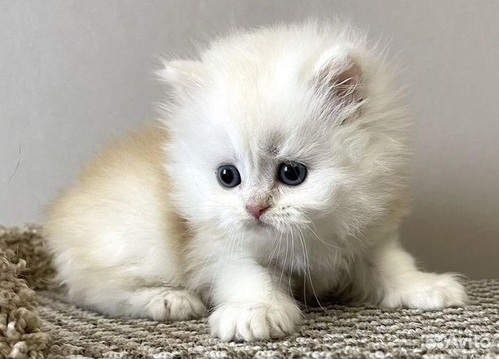 Шотландские котята Золотые и серебристые шиншиллы