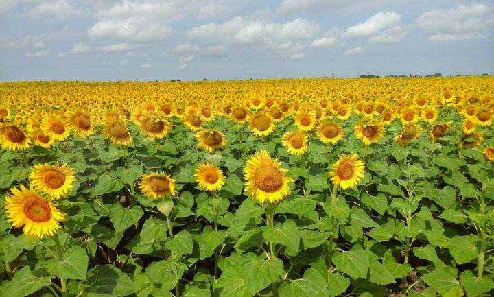 Участок 14,67 га (СНТ, ДНП)