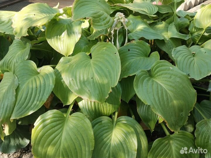 Садовые цветы и растения