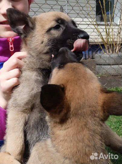 Щенки овчарки