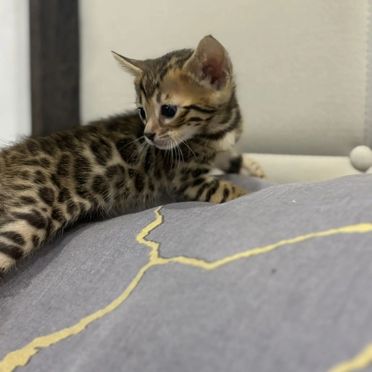 Бенгальский котёнок