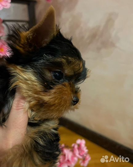 Девочка baby фейс мини