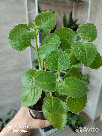 Комнатные растения разные