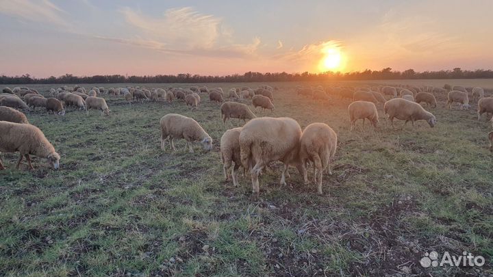 Овцы бараны
