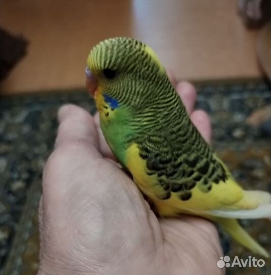 Птенцы волнистый попугай