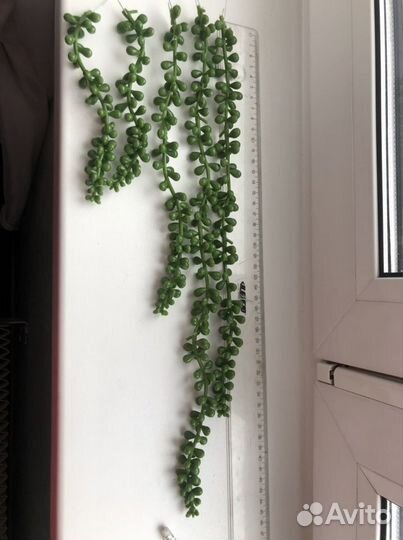 Растение для террариума. Декор