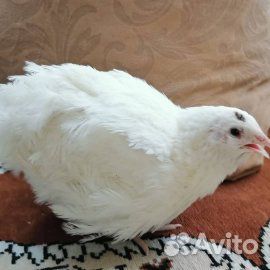 Яйца перепелиные инкубационное
