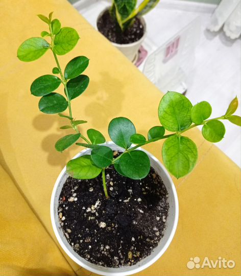 Карисса(комнатная слива)