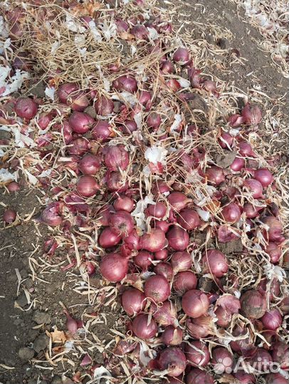 Лук фиолетовый