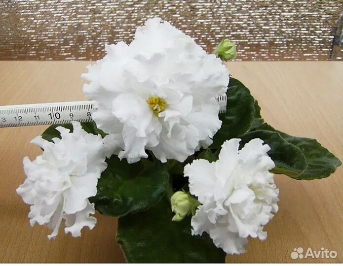 Взрослые сортовые фиалки и черенки