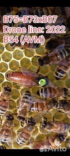 Пчеломатки Бакфаст