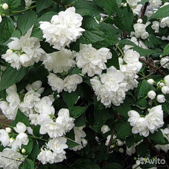 Чубушник махровый (Жасмин)