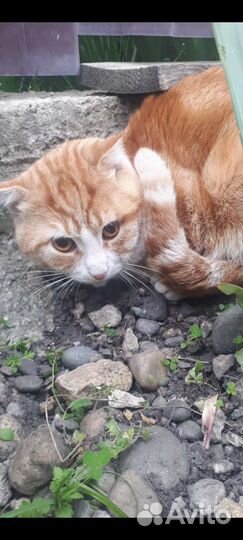 Выбросили вислоухого котика-подростка/ищу дом