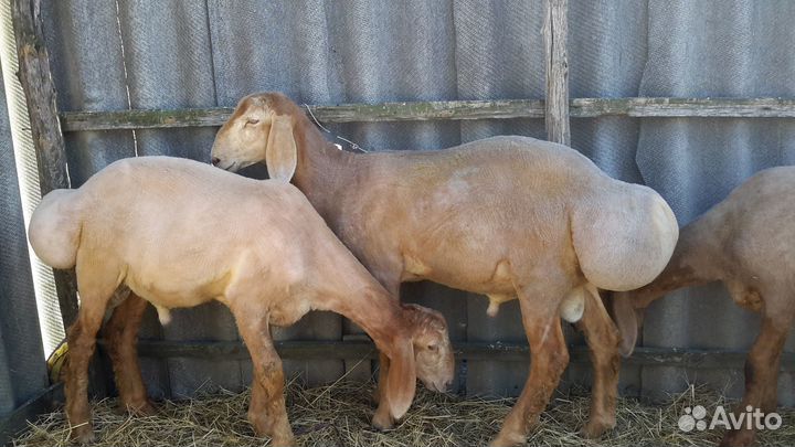 Баранчики Гиссарской породы