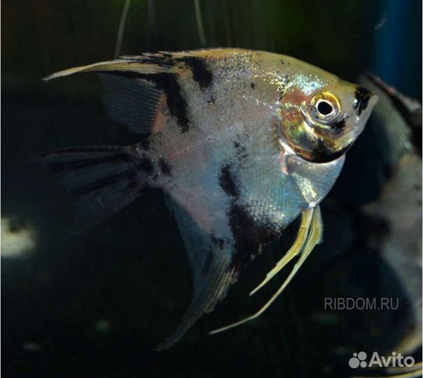 Скалярия березка 4см Аквариумные рыбки