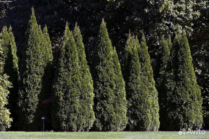 Туя с доставкой
