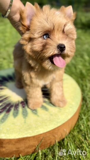 Йоркширский терьер, девочка Продана