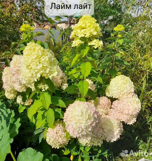 Гортензия метельчатая