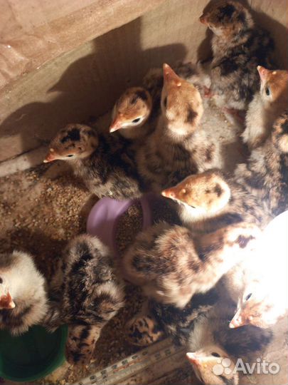 Яйцо инкубационное