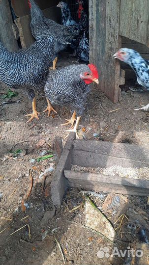 Молодые петушки