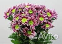 Хризантема кустовая