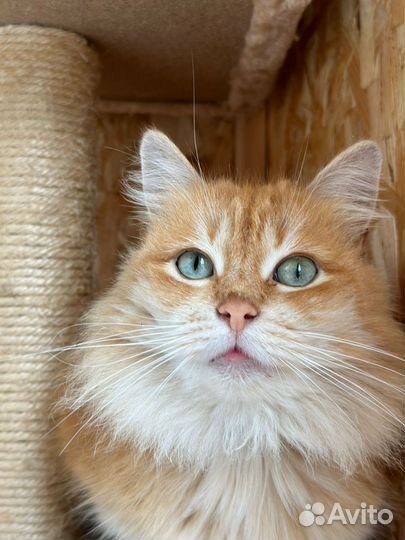 Красотка киска Голди из приюта ищет дом