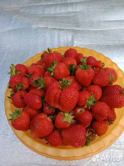 Рассада клубники