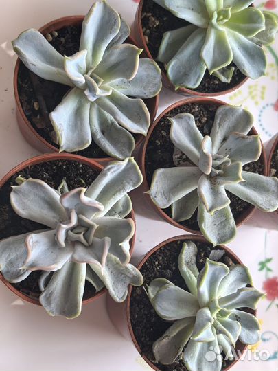 Echeveria Thriller Pearl