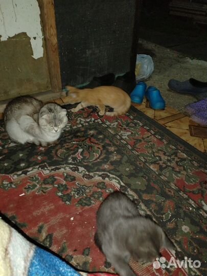 Котята в добрые руки