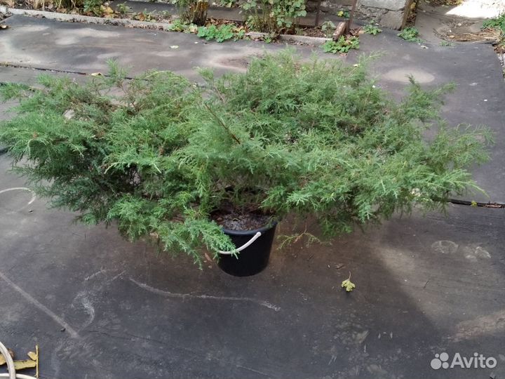 Многолетники