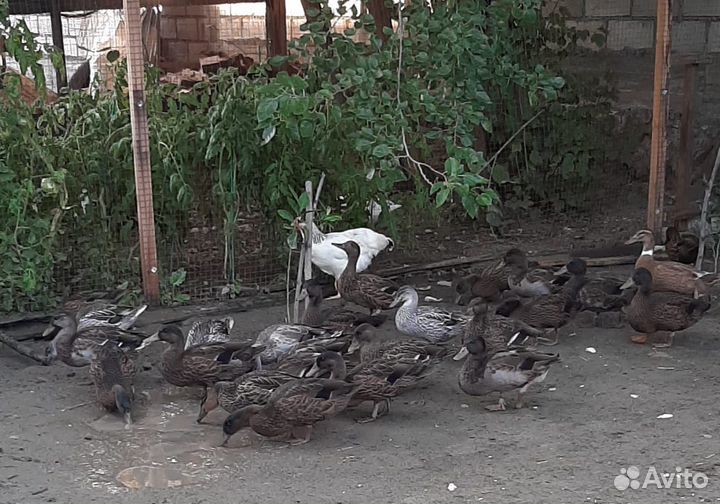 Дикие чубарые подсадные утки для охоты