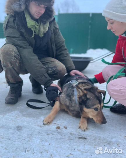 Скромной бояке-собаке нужен человек