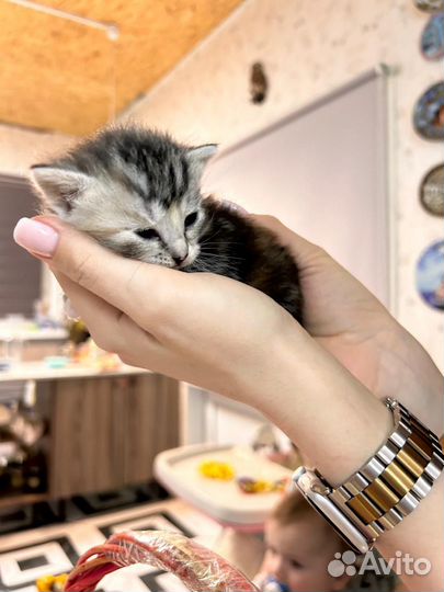 Котята