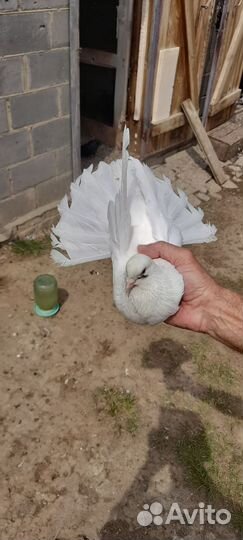 Николаевские голуби (тучерезы)