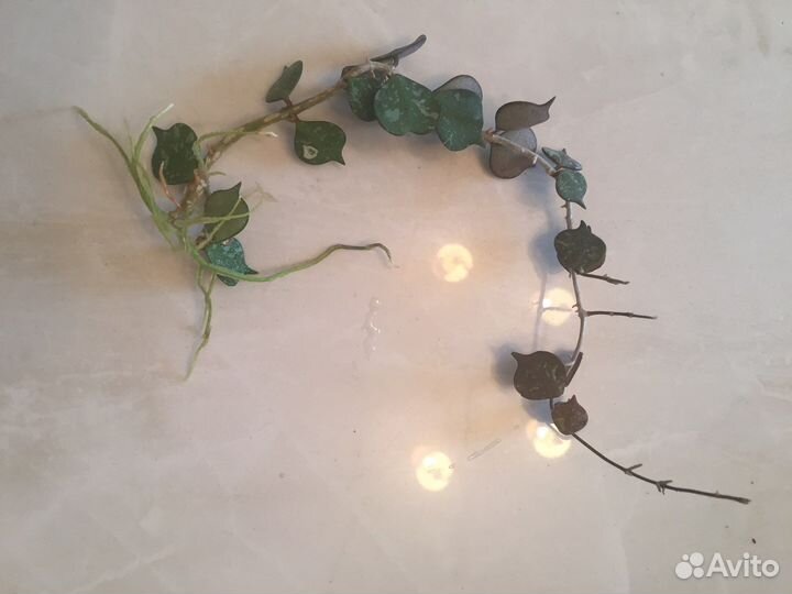 Хойя curtisii. Кринкл-8